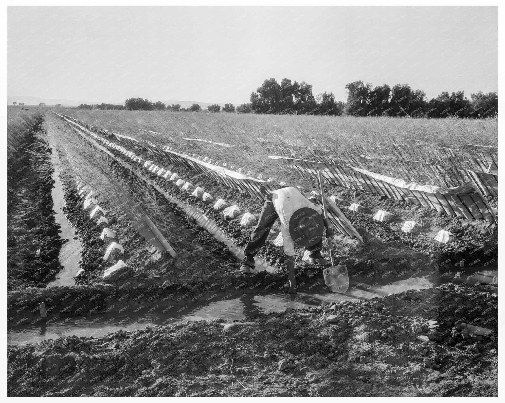 Irrigator in Cantaloupe Field Imperial Valley 1937 - Available at KNOWOL