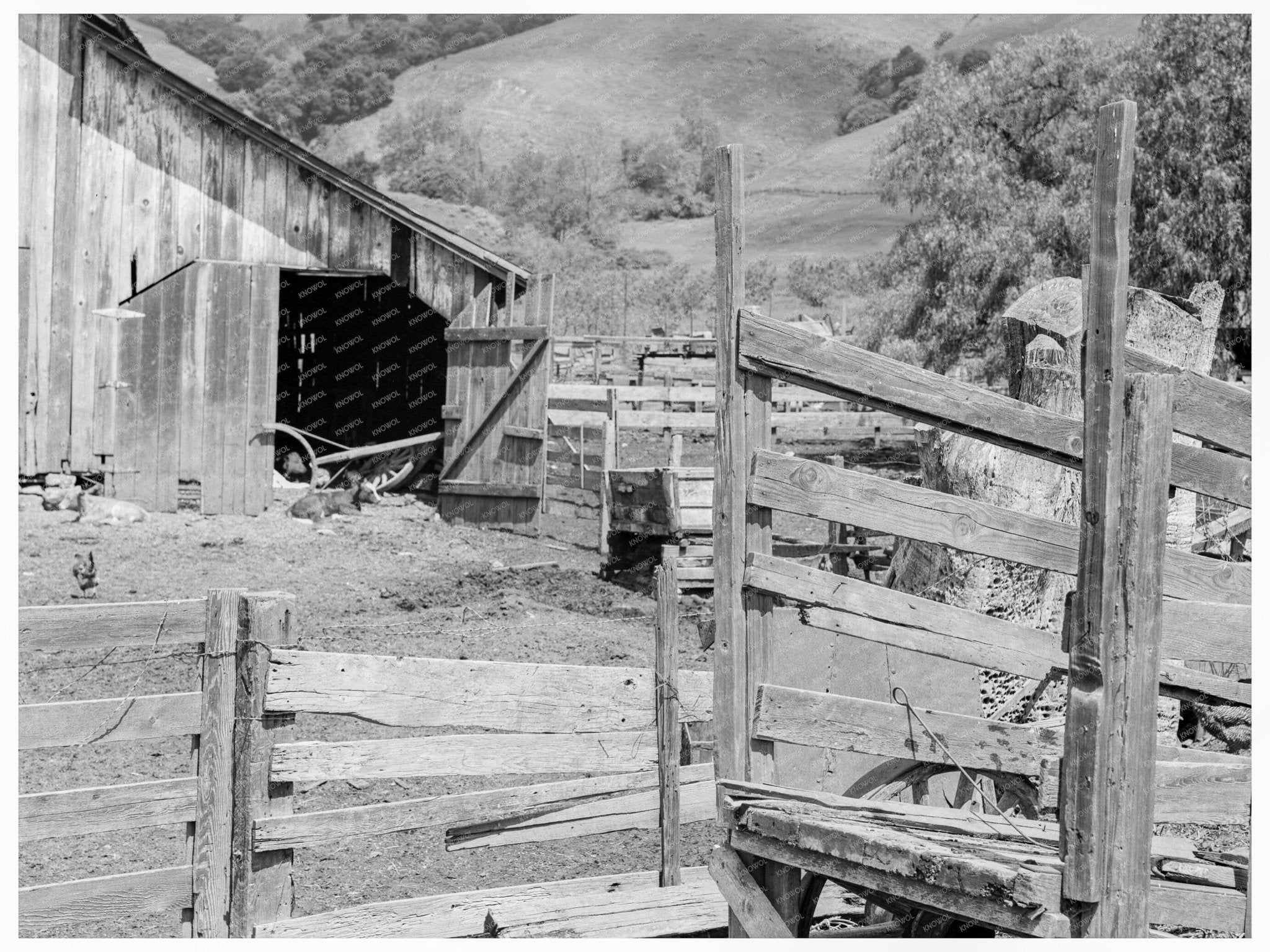 Italian Farmyard in Santa Clara County April 1939 - Available at KNOWOL