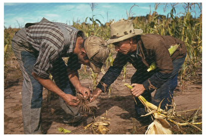 Jack Whinery and Jim Norris examining corn roots 1940 - Available at KNOWOL