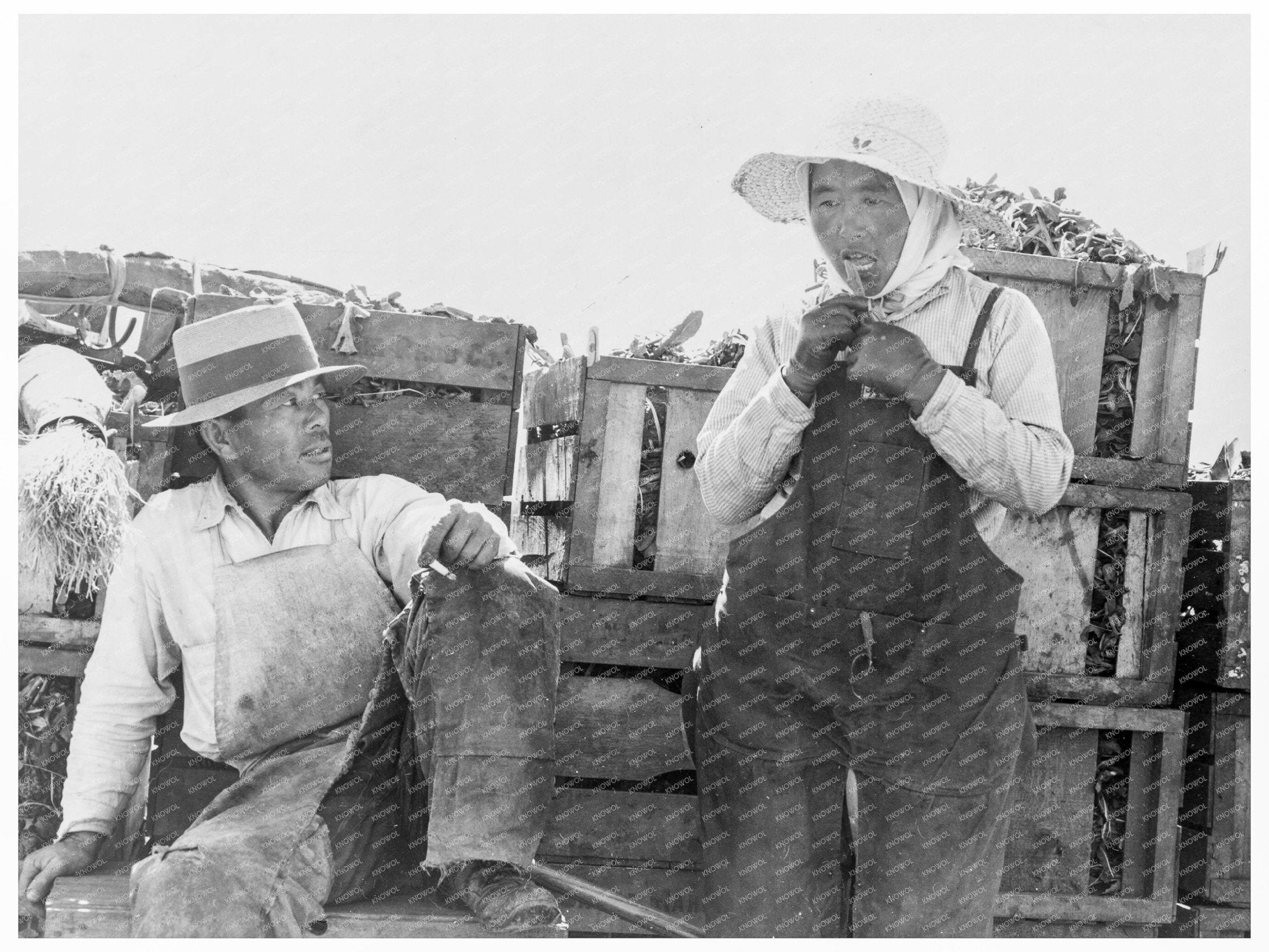 Japanese Agricultural Workers Packing Broccoli 1937 - Available at KNOWOL