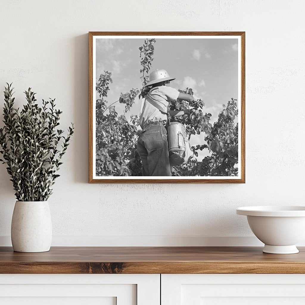 Japanese - American Farm Worker Picking Apricots 1942 - Available at KNOWOL