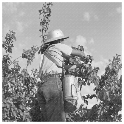 Japanese - American Farm Worker Picking Apricots 1942 - Available at KNOWOL