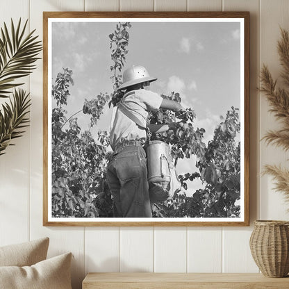 Japanese - American Farm Worker Picking Apricots 1942 - Available at KNOWOL