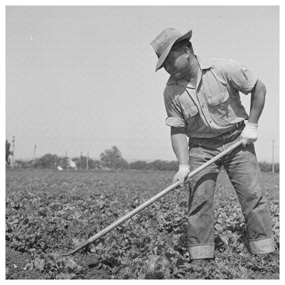 Japanese - American Farmer in California May 1942 - Available at KNOWOL