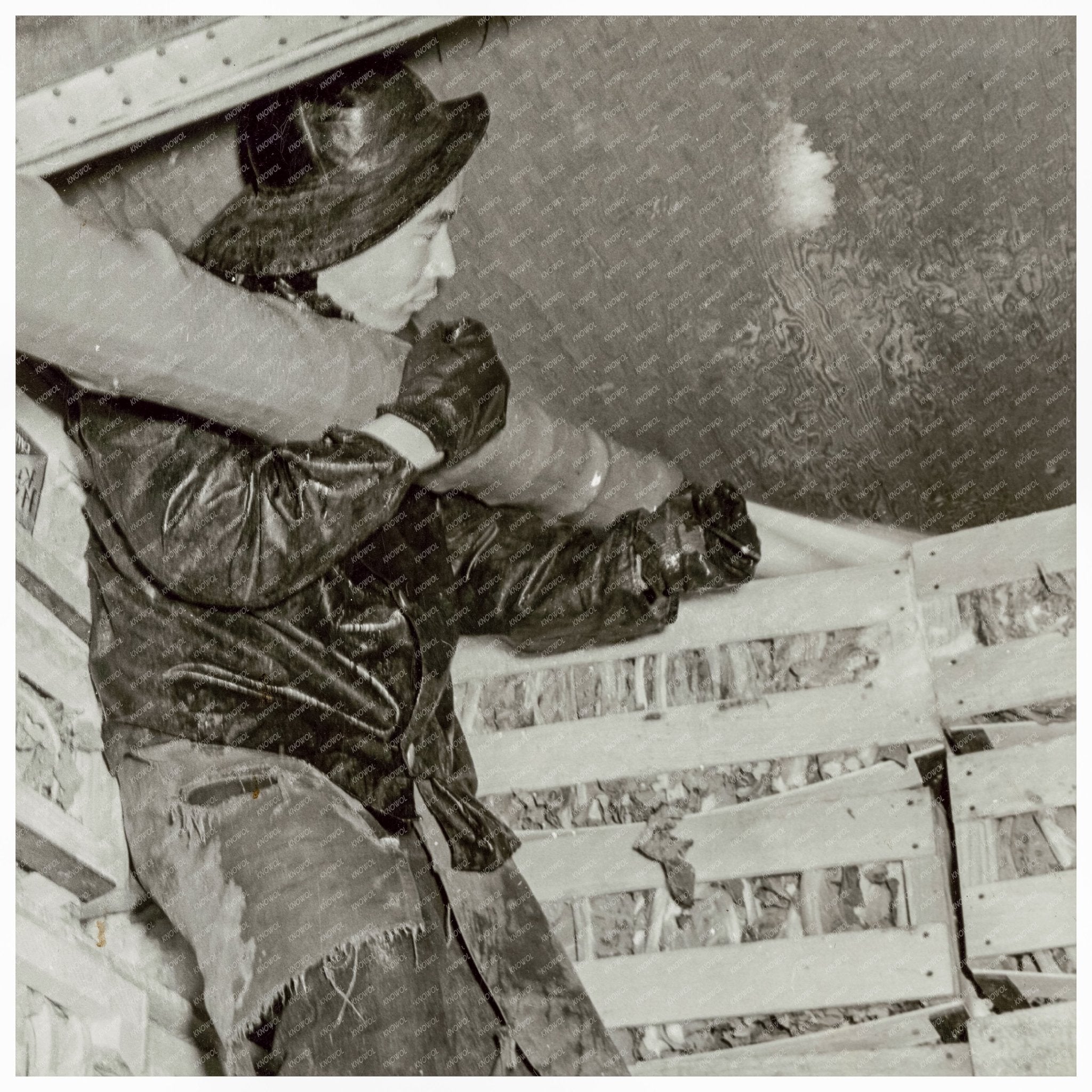 Japanese American Farmer Watering Cauliflower 1942 - Available at KNOWOL