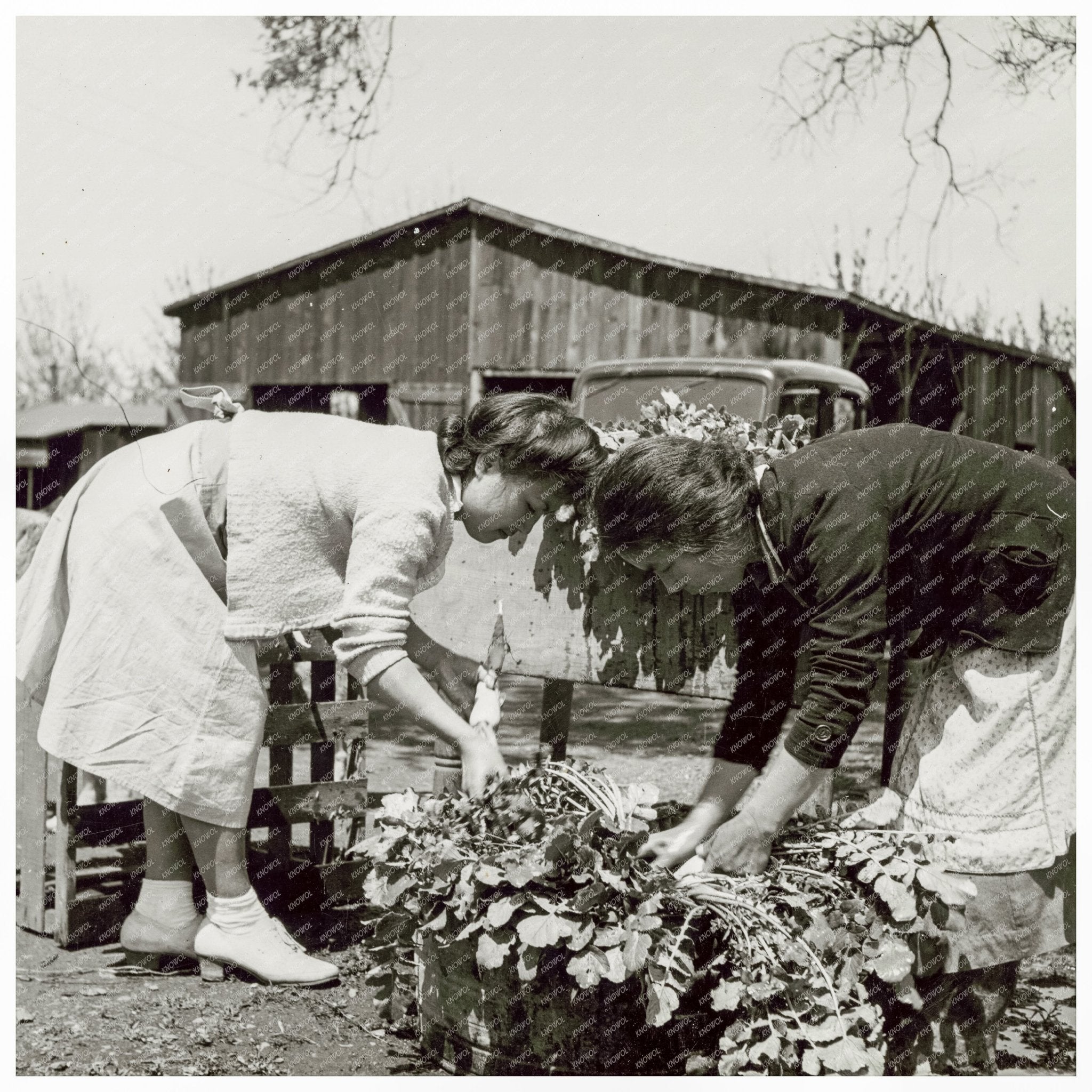 Japanese American Farmers Washing Radishes 1942 - Available at KNOWOL