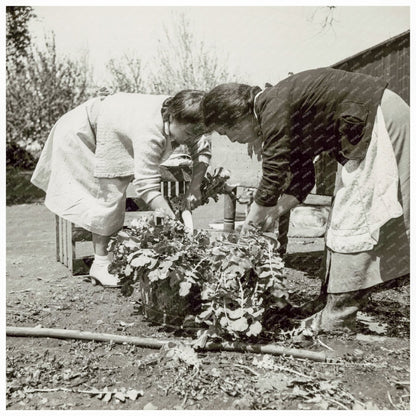 Japanese American Farmers Washing Radishes in 1942 - Available at KNOWOL