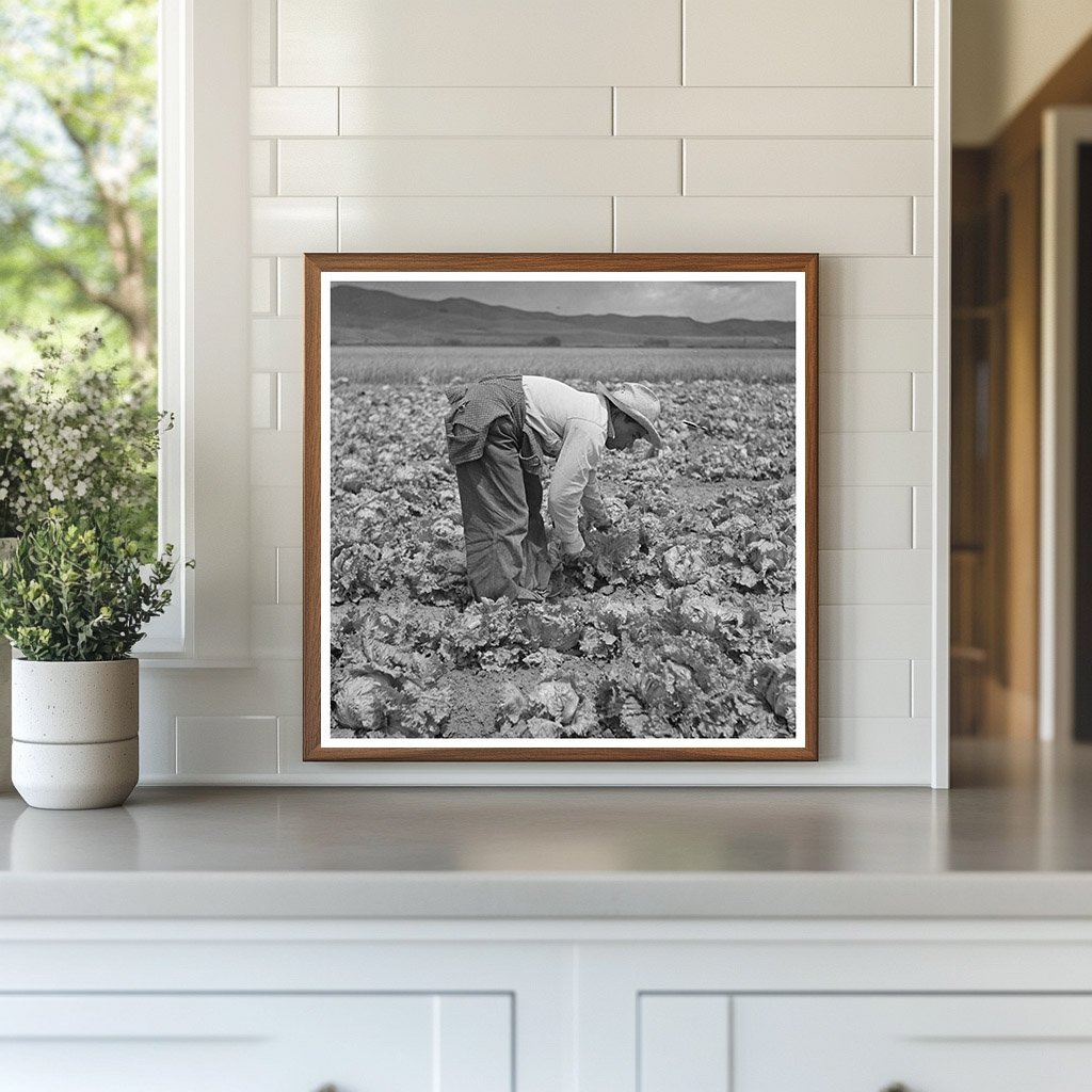 Japanese - American Laborers Harvesting Lettuce May 1942 - Available at KNOWOL