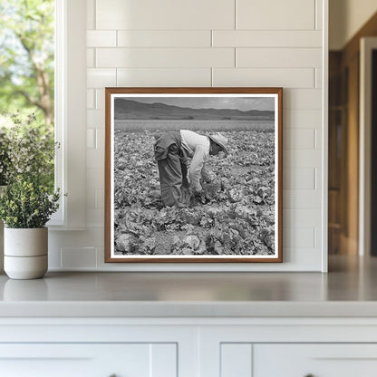 Japanese - American Laborers Harvesting Lettuce May 1942 - Available at KNOWOL