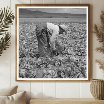 Japanese - American Laborers Harvesting Lettuce May 1942 - Available at KNOWOL