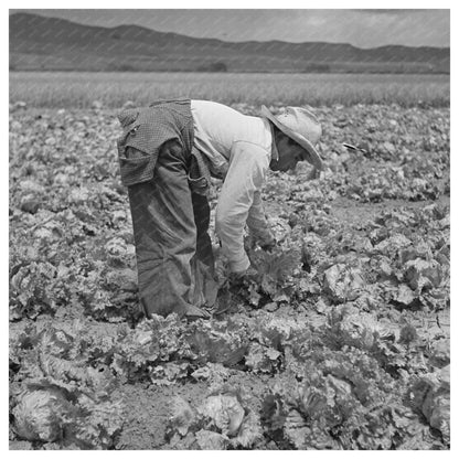 Japanese - American Laborers Harvesting Lettuce May 1942 - Available at KNOWOL