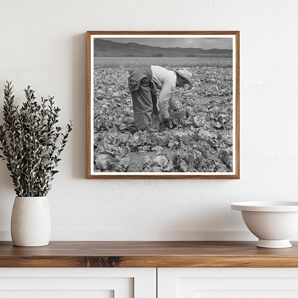 Japanese - American Laborers Harvesting Lettuce May 1942 - Available at KNOWOL