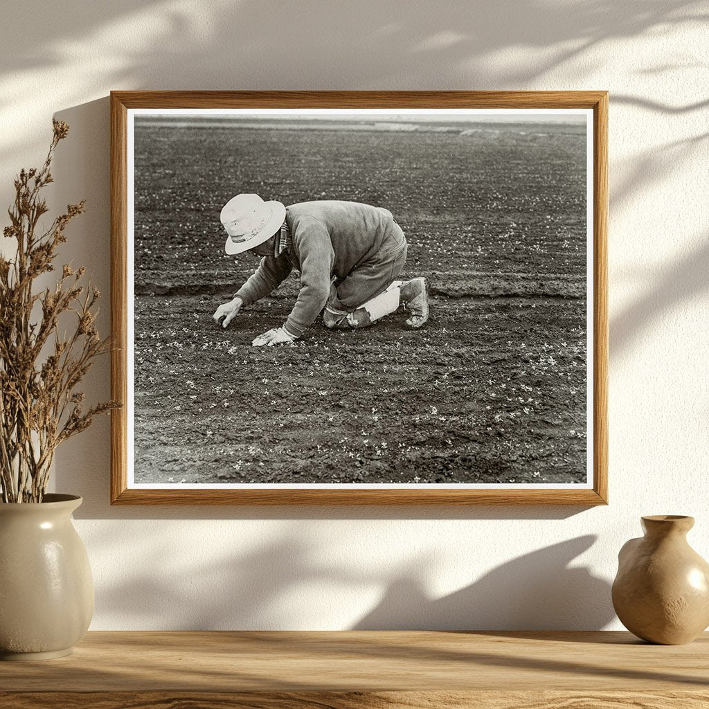 Japanese American Man Weeding Celery Field 1942 - Available at KNOWOL