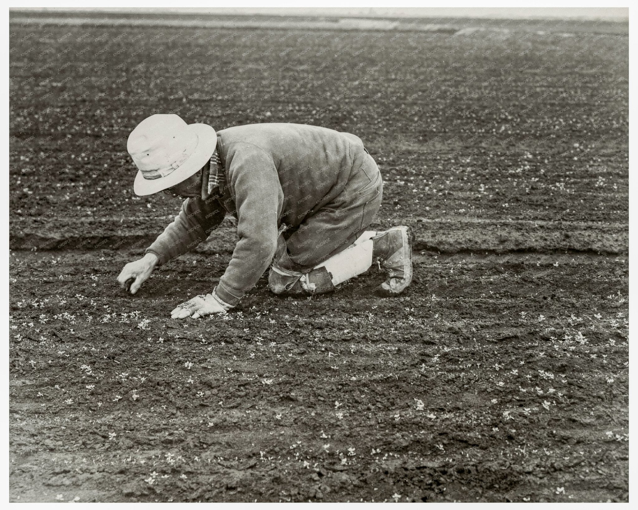 Japanese American Man Weeding Celery Field 1942 - Available at KNOWOL