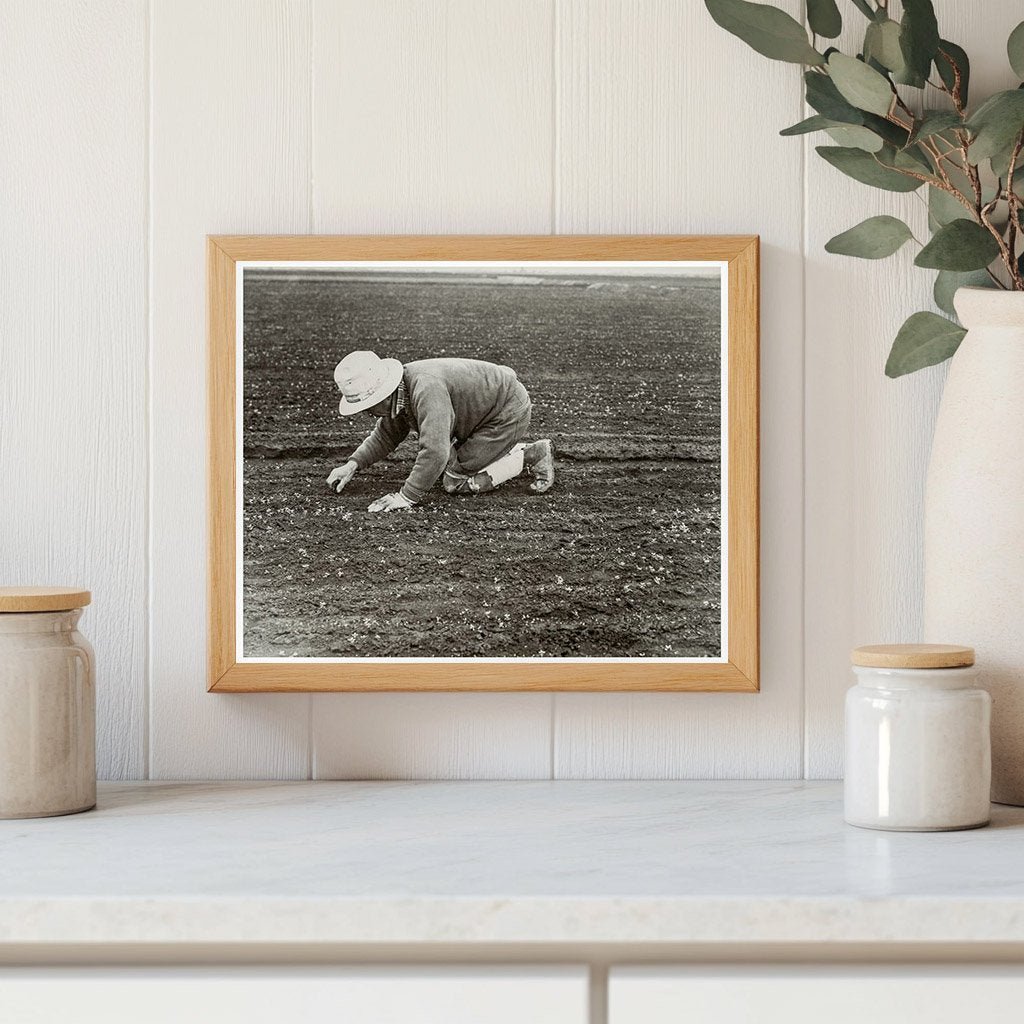 Japanese American Man Weeding Celery Field 1942 - Available at KNOWOL