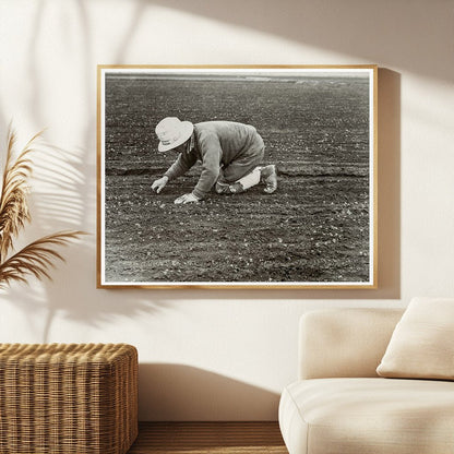 Japanese American Man Weeding Celery Field 1942 - Available at KNOWOL