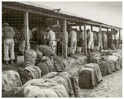 Japanese American Men Cutting Potato Seeds 1942 Stockton CA - Available at KNOWOL