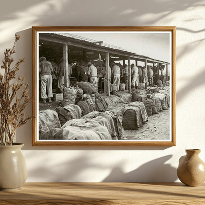 Japanese American Men Cutting Potato Seeds 1942 Stockton CA - Available at KNOWOL