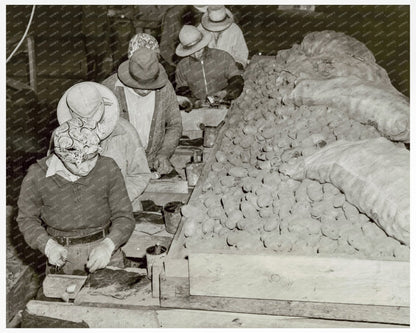 Japanese American Men Cutting Potato Seeds in 1942 - Available at KNOWOL