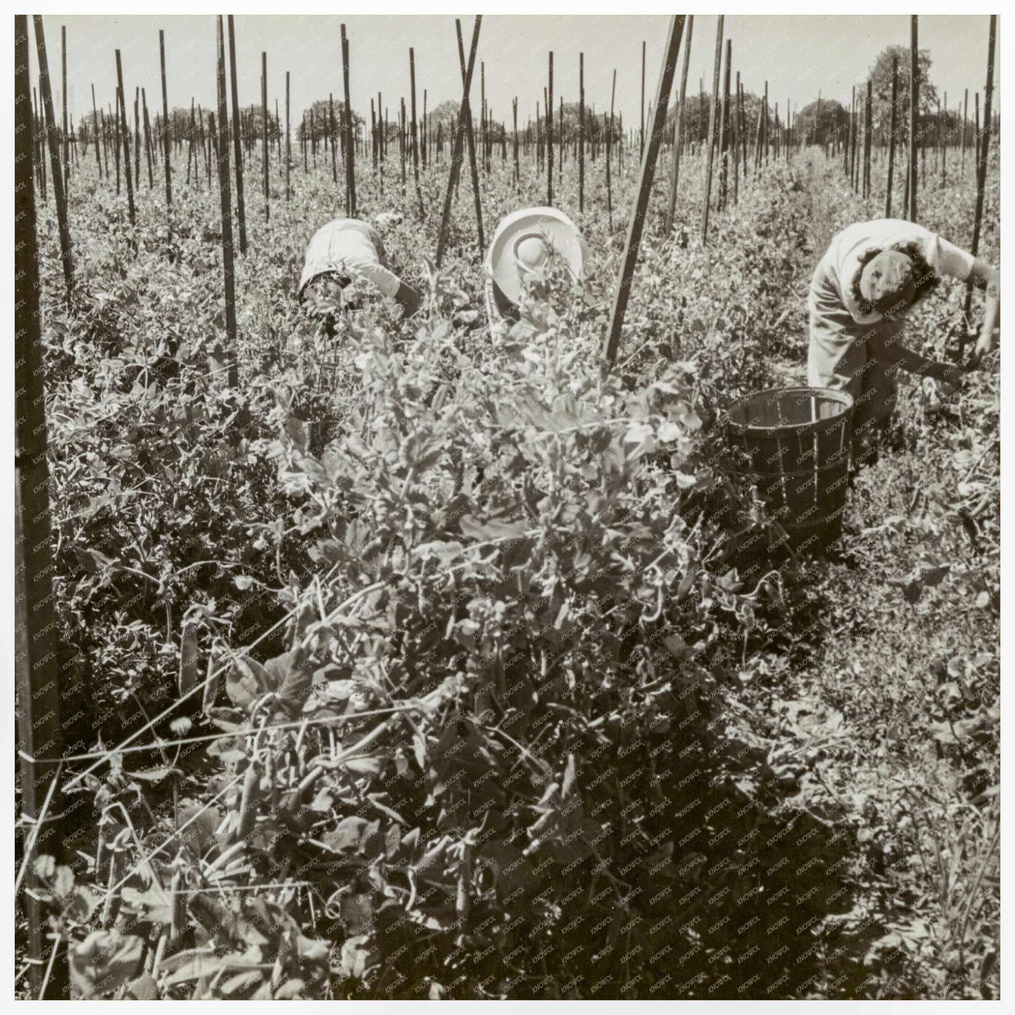 Japanese American Men Harvesting Peas April 26 1942 - Available at KNOWOL