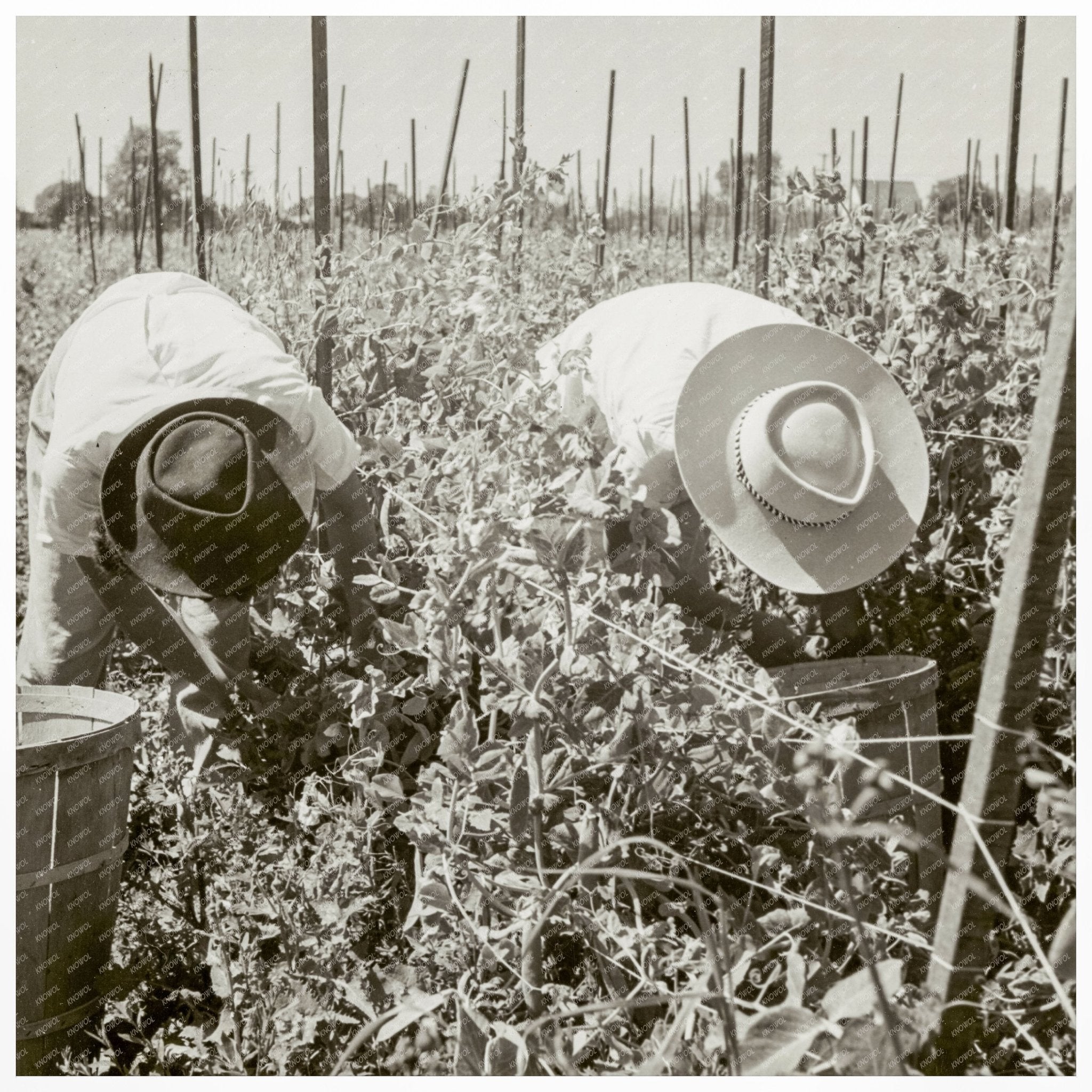 Japanese American Men Harvesting Peas California 1942 - Available at KNOWOL