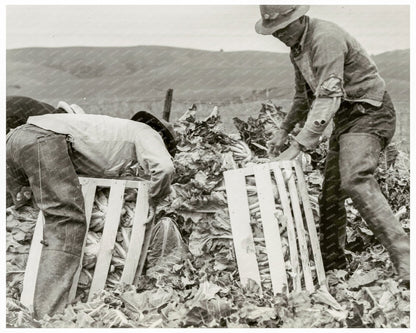 Japanese American Men Packing Cauliflower 1942 - Available at KNOWOL