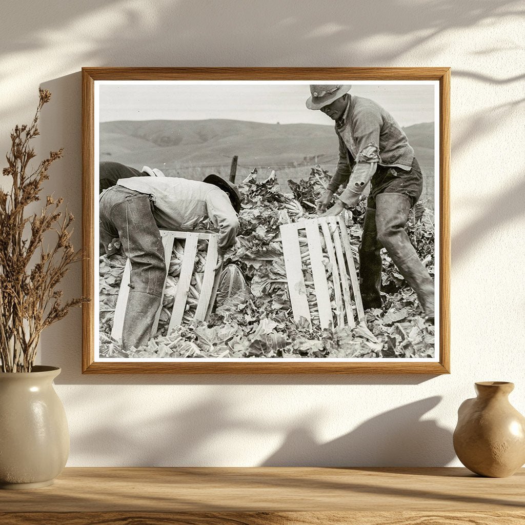 Japanese American Men Packing Cauliflower 1942 - Available at KNOWOL