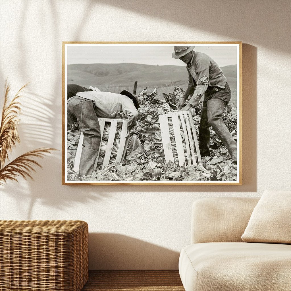 Japanese American Men Packing Cauliflower 1942 - Available at KNOWOL