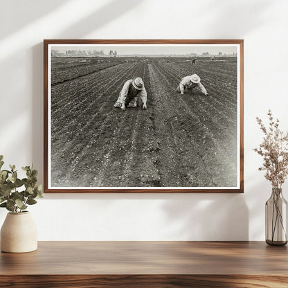 Japanese American Men Weeding Celery Field 1942 - Available at KNOWOL