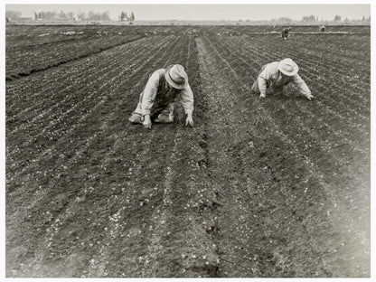 Japanese American Men Weeding Celery Field 1942 - Available at KNOWOL