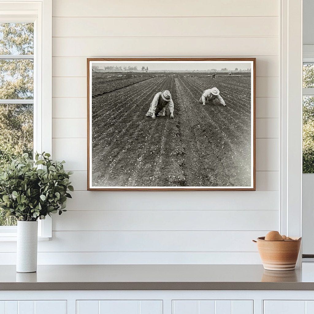 Japanese American Men Weeding Celery Field 1942 - Available at KNOWOL