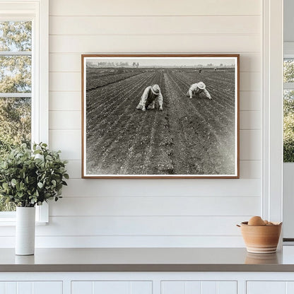 Japanese American Men Weeding Celery Field 1942 - Available at KNOWOL