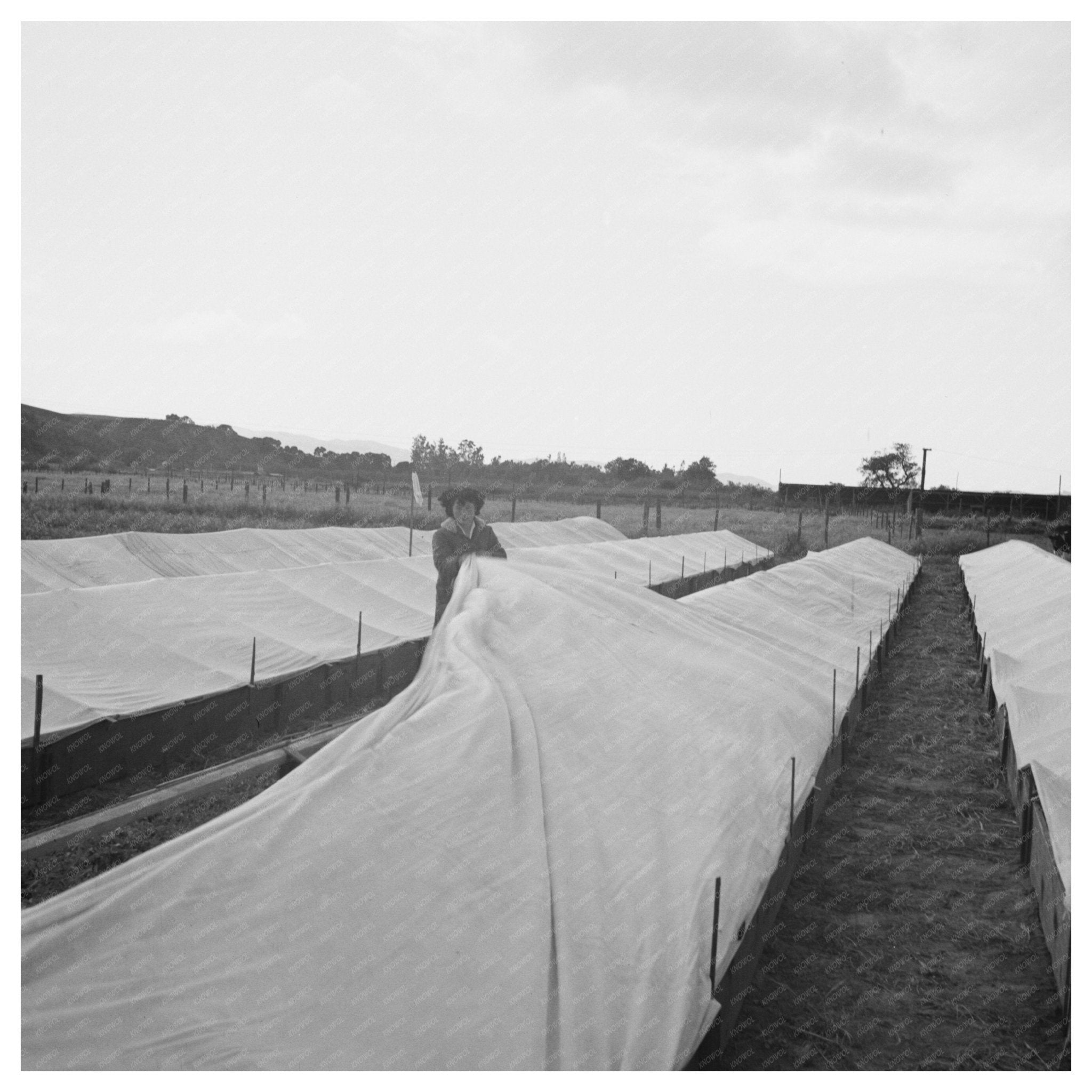 Japanese - American Woman at Tomato Nursery May 1942 - Available at KNOWOL