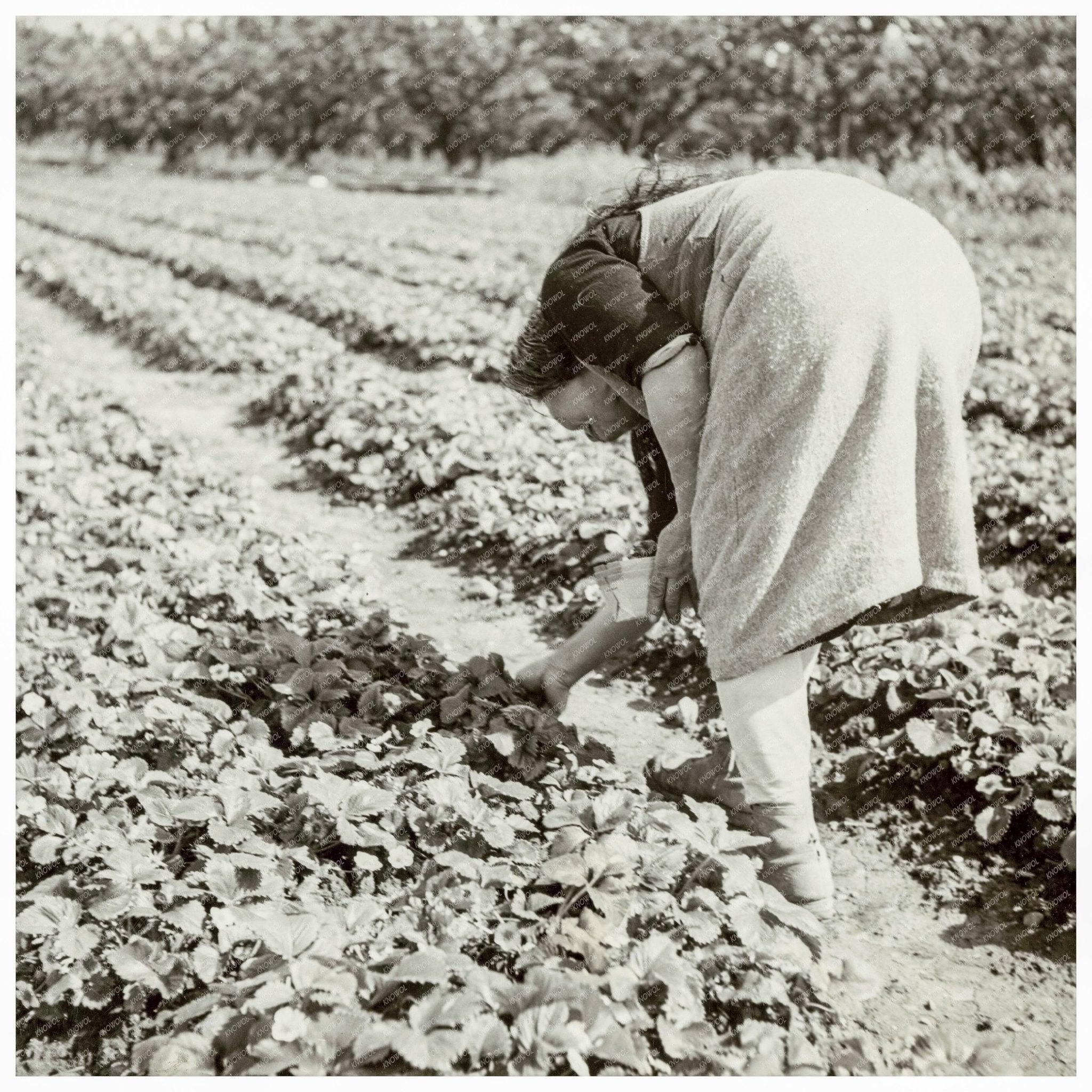 Japanese American Woman Harvesting Strawberries 1942 - Available at KNOWOL