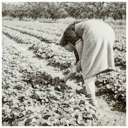 Japanese American Woman Harvesting Strawberries 1942 - Available at KNOWOL