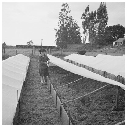 Japanese - American Woman in Tomato Nursery May 1942 - Available at KNOWOL