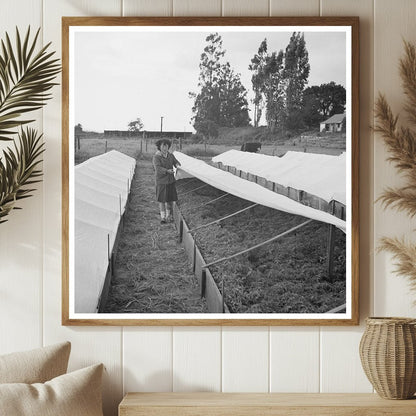 Japanese - American Woman in Tomato Nursery May 1942 - Available at KNOWOL