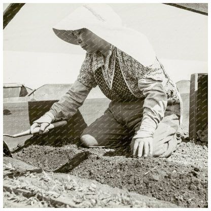 Japanese American Woman Transplanting Tomatoes 1942 - Available at KNOWOL