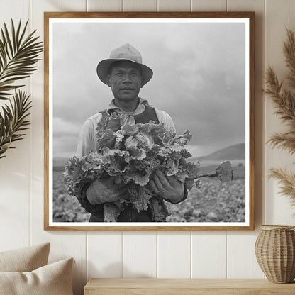 Japanese - American Worker in Lettuce Fields May 1942 - Available at KNOWOL