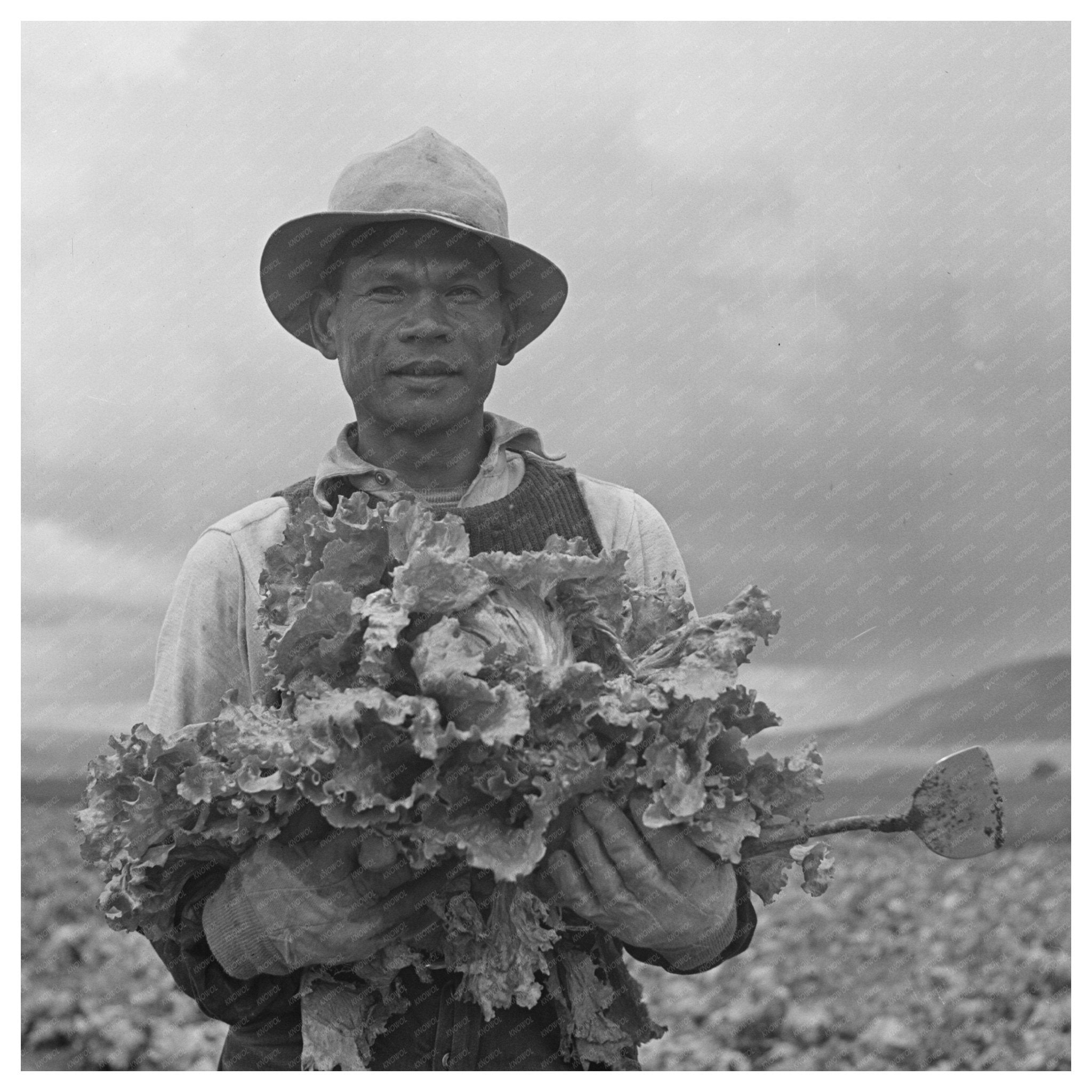 Japanese - American Worker in Lettuce Fields May 1942 - Available at KNOWOL