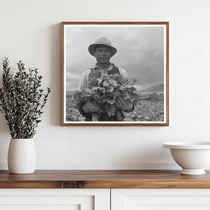 Japanese - American Worker in Lettuce Fields May 1942 - Available at KNOWOL