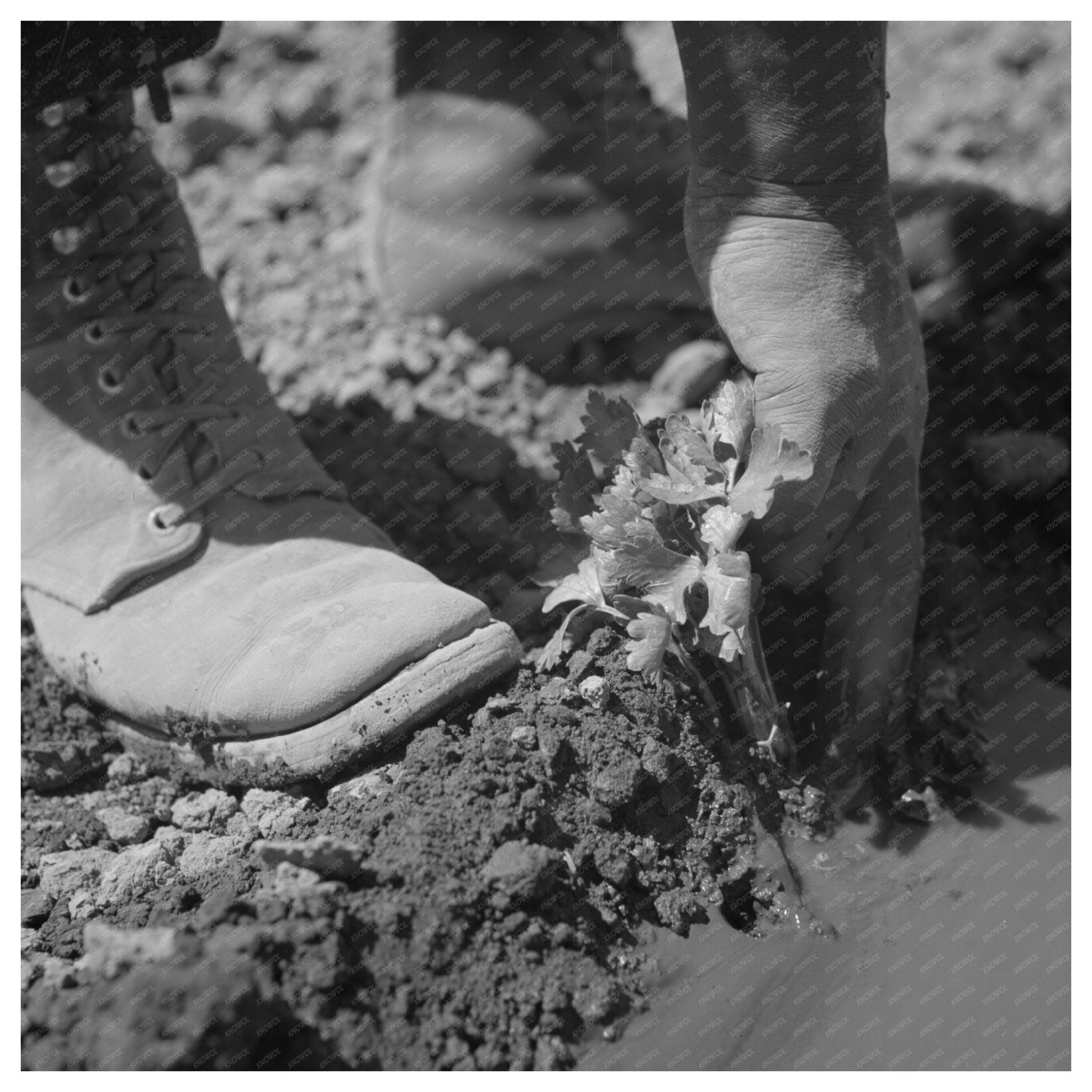 Japanese - American Worker Transplanting Celery 1942 - Available at KNOWOL