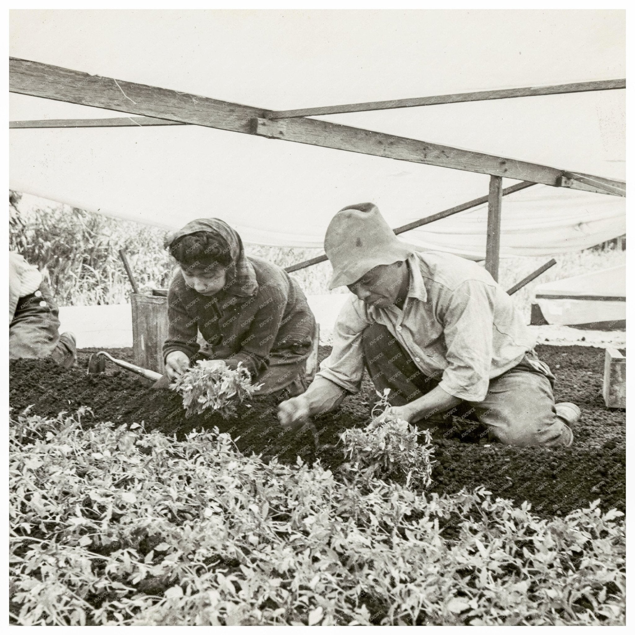 Japanese American Workers Harvesting Tomatoes April 1942 - Available at KNOWOL