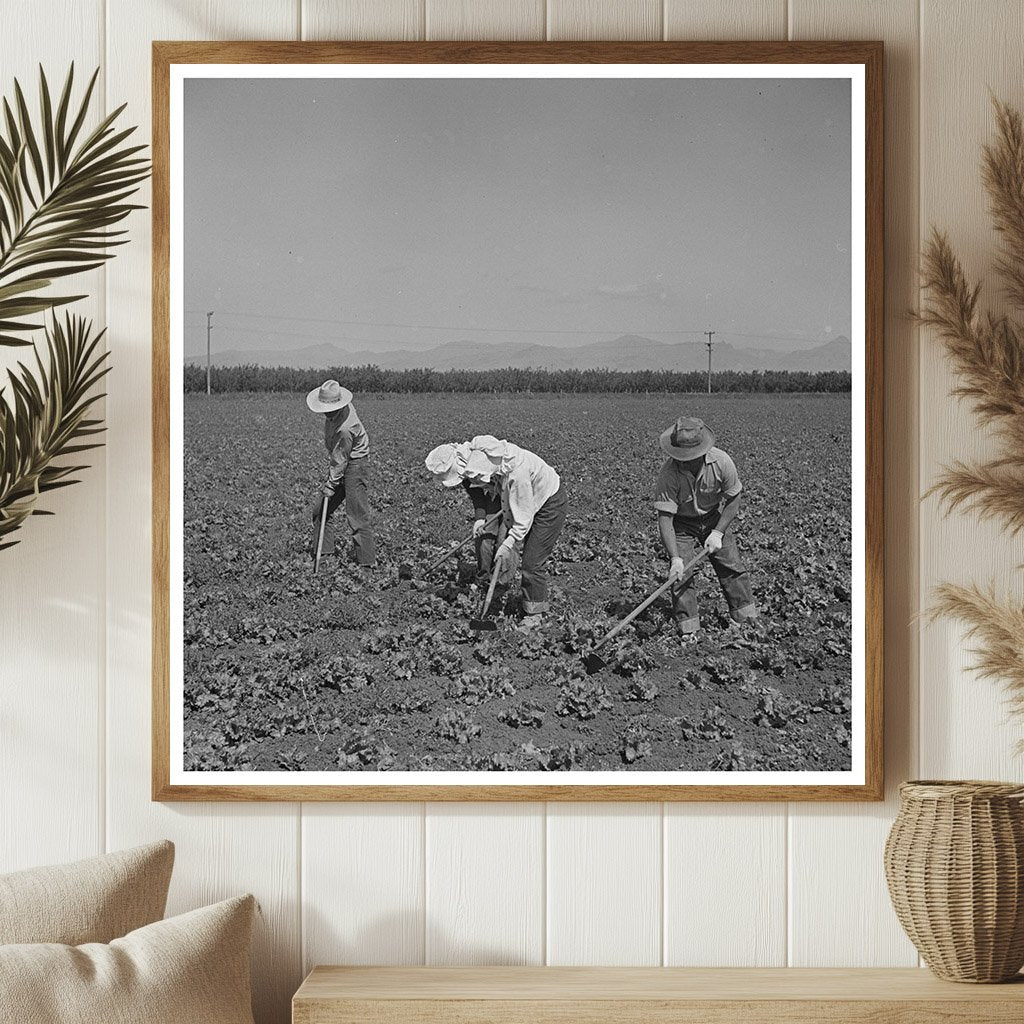 Japanese - Americans Farming in California May 1942 - Available at KNOWOL