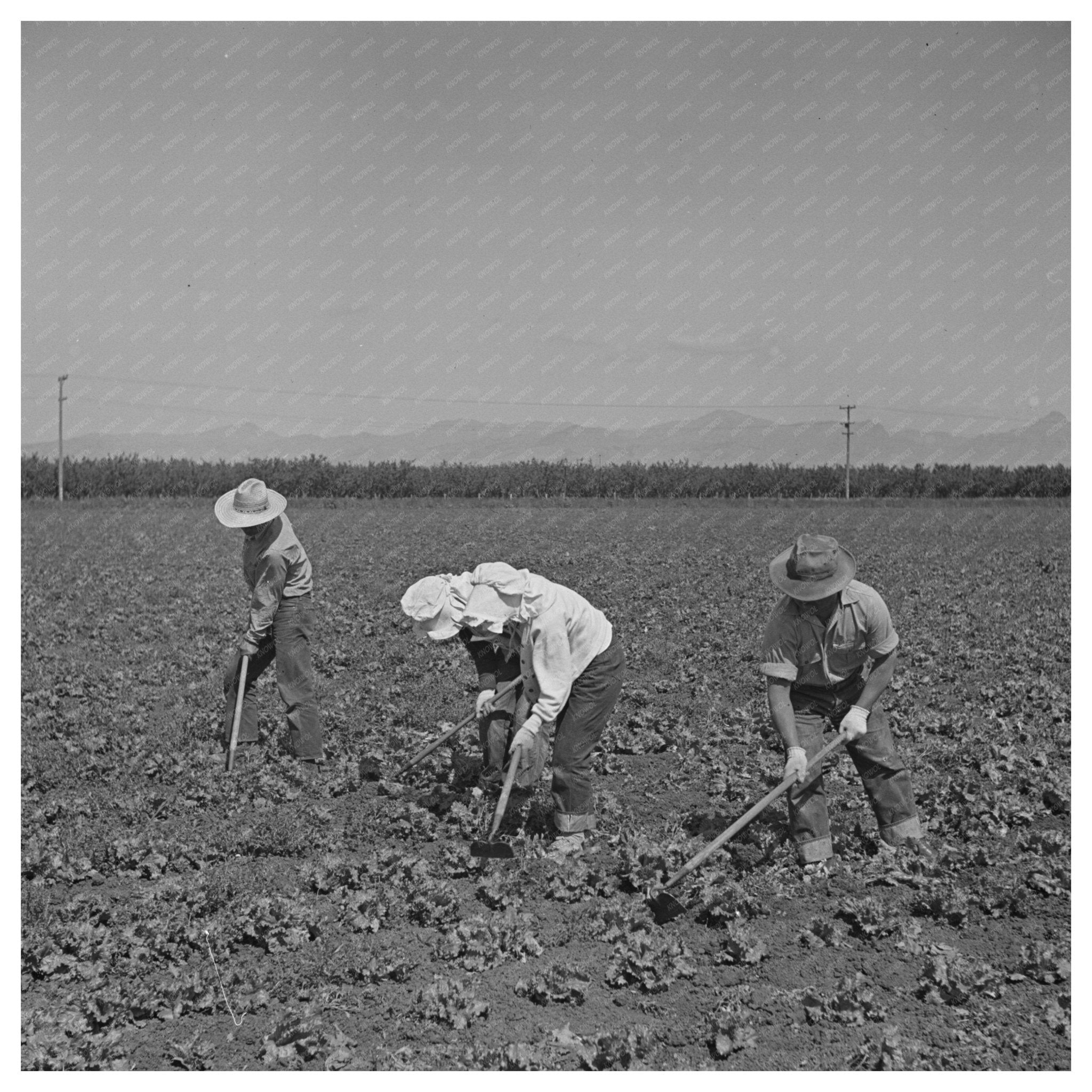 Japanese - Americans Farming in California May 1942 - Available at KNOWOL