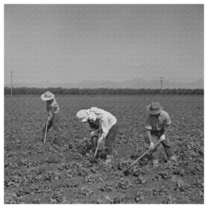 Japanese - Americans Farming in California May 1942 - Available at KNOWOL