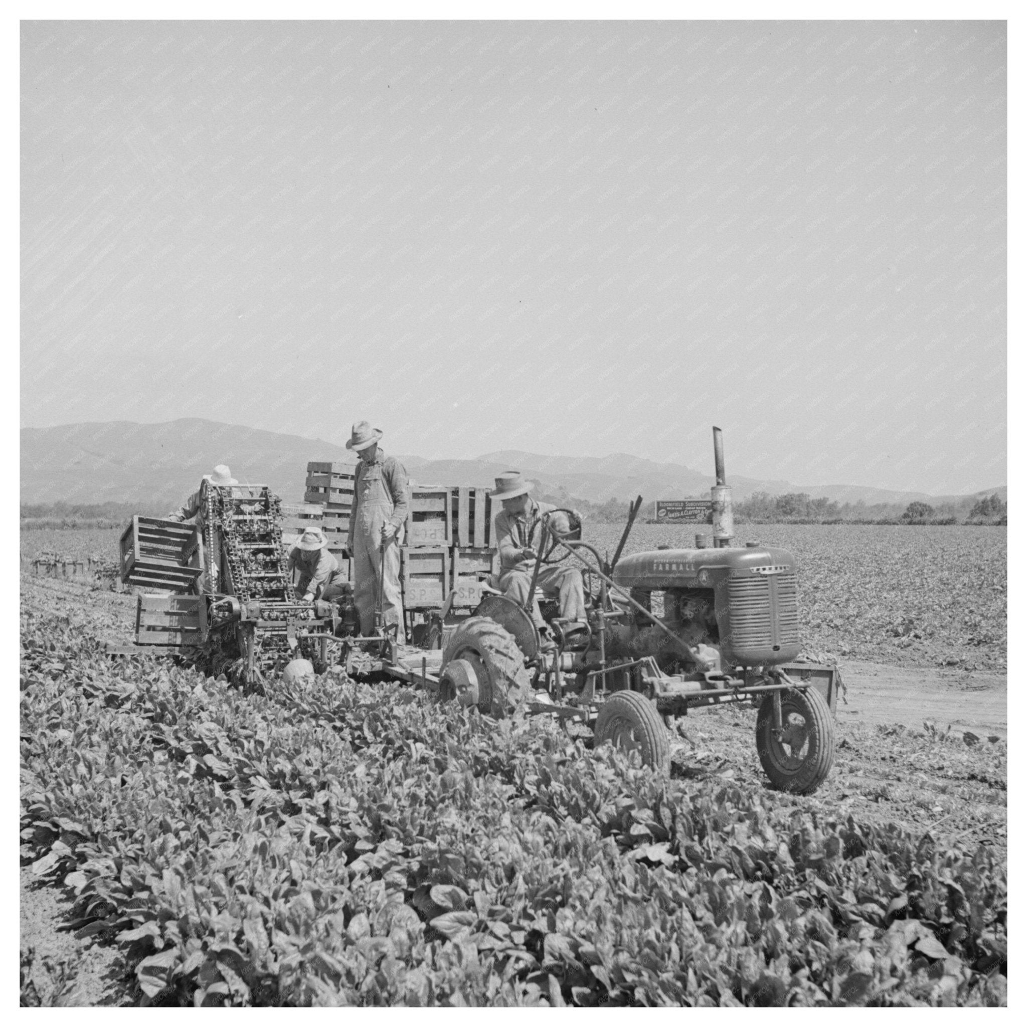 Japanese - Americans Harvest Spinach California May 1942 - Available at KNOWOL