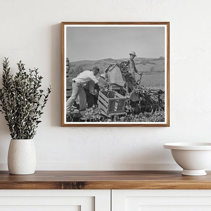 Japanese - Americans Harvest Spinach in May 1942 - Available at KNOWOL