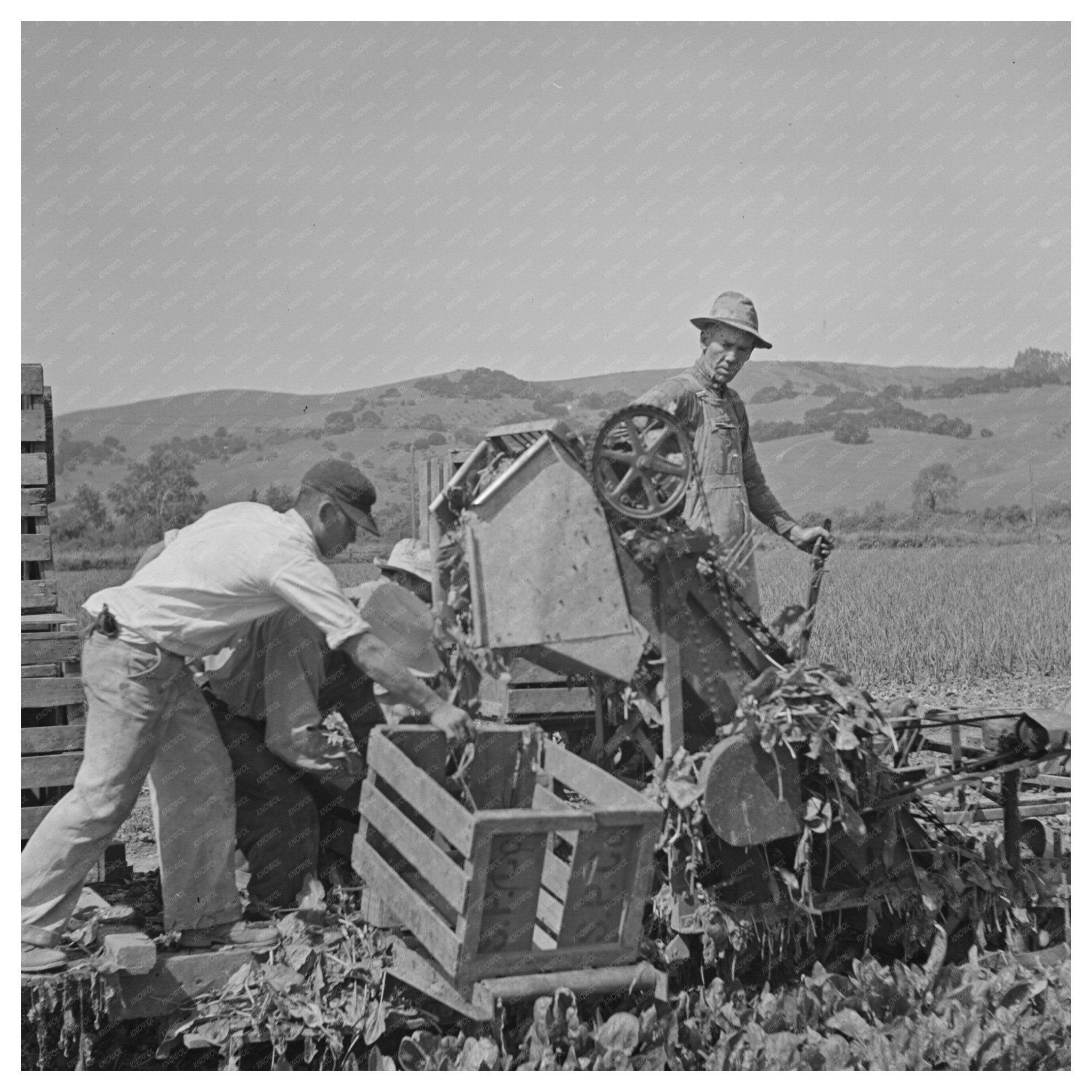 Japanese - Americans Harvest Spinach in May 1942 - Available at KNOWOL