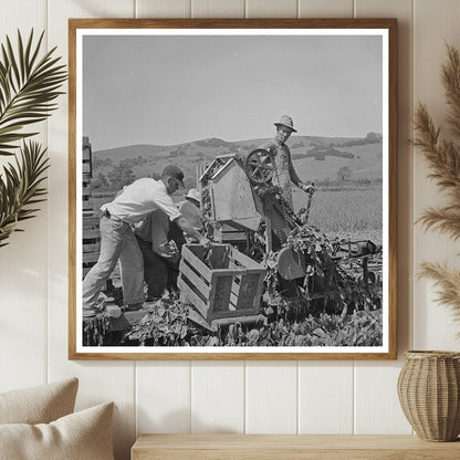 Japanese - Americans Harvest Spinach in May 1942 - Available at KNOWOL